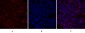 Calnexin Polyclonal Antibody