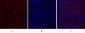 Calnexin Polyclonal Antibody