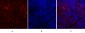 Calnexin Polyclonal Antibody