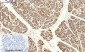 Calnexin Polyclonal Antibody