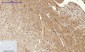 Calnexin Polyclonal Antibody