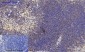 Calnexin Polyclonal Antibody