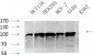 Calnexin Polyclonal Antibody