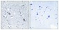 Calponin 2 Polyclonal Antibody