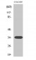 Calponin 2 Polyclonal Antibody