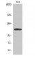 CARD 10 Polyclonal Antibody