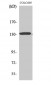 CARD 11 Polyclonal Antibody