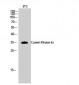 Casein Kinase Iα Polyclonal Antibody