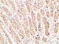 Caspase-1 Polyclonal Antibody