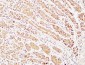 Caspase-1 Polyclonal Antibody