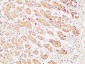 Caspase-1 Polyclonal Antibody