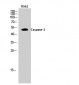 Caspase-2 Polyclonal Antibody
