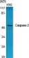 Caspase-2 Polyclonal Antibody