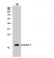 Caspase-3 Polyclonal Antibody