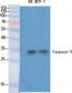 Caspase-3 Polyclonal Antibody