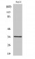 Caspase-6 Polyclonal Antibody