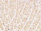 Caspase-7 Polyclonal Antibody