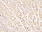 Caspase-7 Polyclonal Antibody