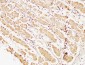 Caspase-7 Polyclonal Antibody