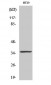 Caspase-7 Polyclonal Antibody