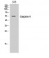 Caspase-8 Polyclonal Antibody