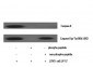 Caspase-8 Polyclonal Antibody