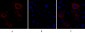 Caspase-8 Polyclonal Antibody