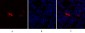 Caspase-8 Polyclonal Antibody