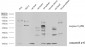 Caspase-8 Polyclonal Antibody