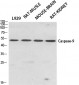 Caspase-9 Polyclonal Antibody