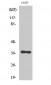 Caspase-9 Polyclonal Antibody