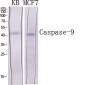 Caspase-9 Polyclonal Antibody