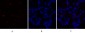 Caspase-9 Polyclonal Antibody