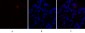 Caspase-9 Polyclonal Antibody