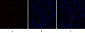 Caspase-9 Polyclonal Antibody