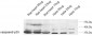 Caspase-9 Polyclonal Antibody