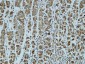 Catenin-α1 Polyclonal Antibody