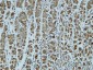 Catenin-α1 Polyclonal Antibody