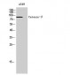 Catenin-β Polyclonal Antibody