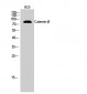 Catenin-β Polyclonal Antibody