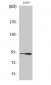 Catenin-β Polyclonal Antibody