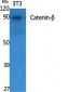 Catenin-β Polyclonal Antibody