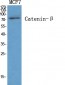 Catenin-β Polyclonal Antibody