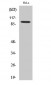 Catenin-β1 Polyclonal Antibody