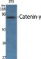Catenin-γ Polyclonal Antibody