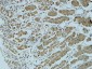 Cathepsin B Polyclonal Antibody