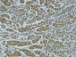 Cathepsin B Polyclonal Antibody