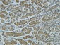 Cathepsin B Polyclonal Antibody