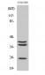 Cathepsin B Polyclonal Antibody