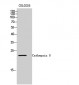 Cathepsin G Polyclonal Antibody